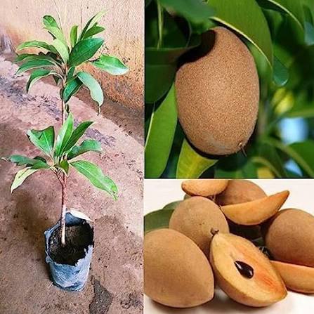 Kalapatti Sapota Plants — Sapota sapling available at Agro Nursery Garden